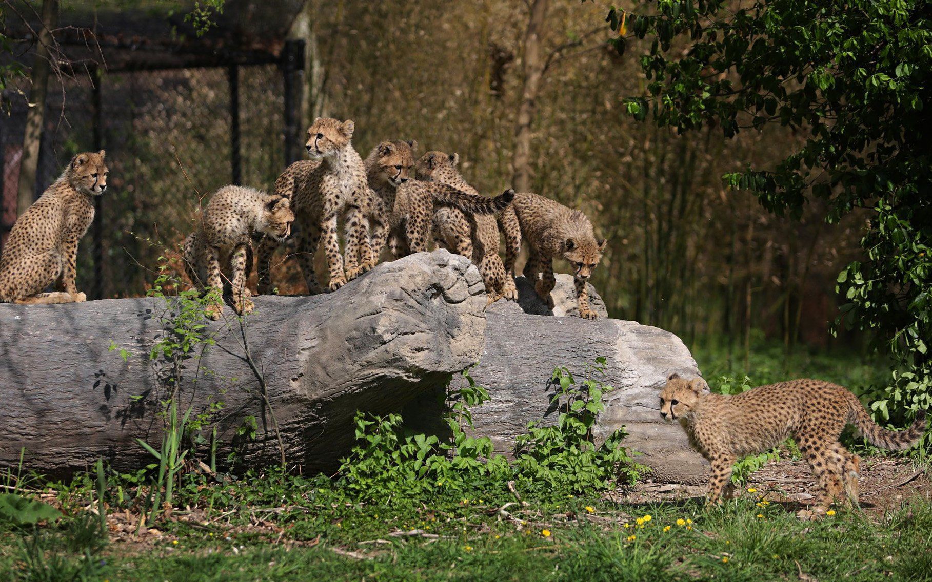 Largest litter of cheetah cubs born in captivity